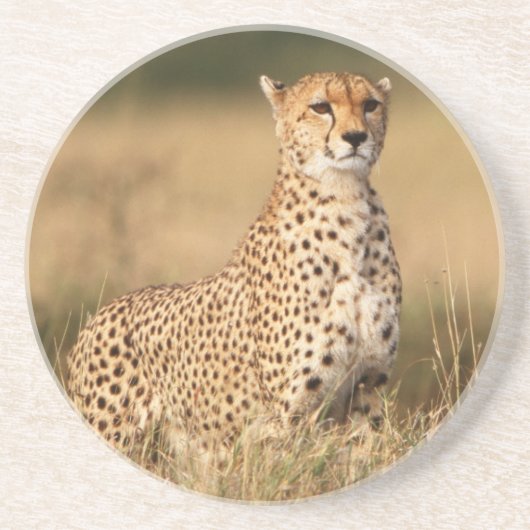 小さなマウンドにチーターを設置することで視認性を向上 コースター (正面)