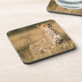 小さなマウンドにチーターを設置することで視認性を向上 コースター (左側)