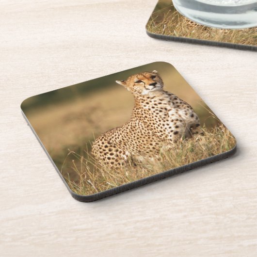 小さなマウンドにチーターを設置することで視認性を向上 コースター (左側)