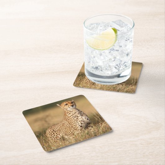 小さなマウンドにチーターを設置することで視認性を向上 スクエアペーパーコースター (インサイチュ)