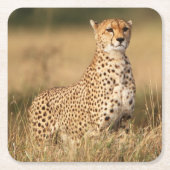 小さなマウンドにチーターを設置することで視認性を向上 スクエアペーパーコースター (正面)