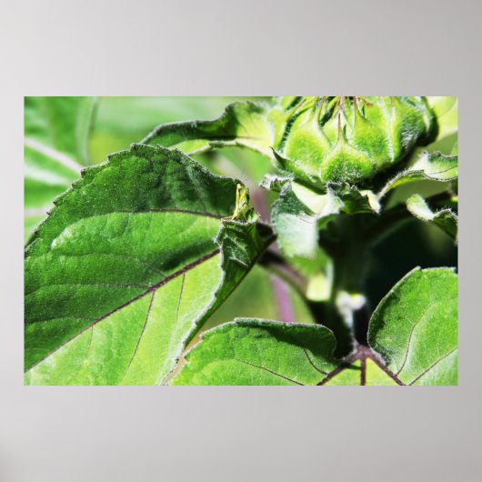 小さなマンティス ポスター (正面)