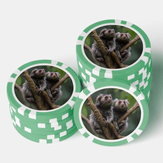 小さなマーモセットのティタンが枝の中に ポーカーチップ (積み重ね)