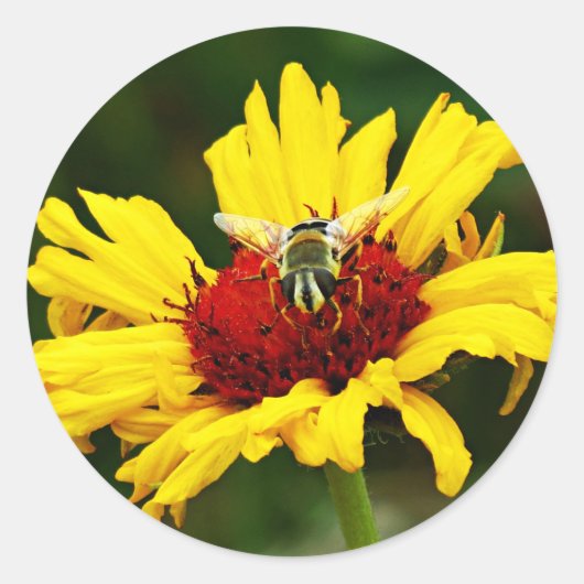 小さなミツバチが黄色いオレンジ色の野草に乗る ラウンドシール (正面)