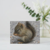 小さなリスの足の食べ物の小石 ポストカード (スタンド正面)