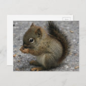 小さなリスの足の食べ物の小石 ポストカード (正面/裏面)