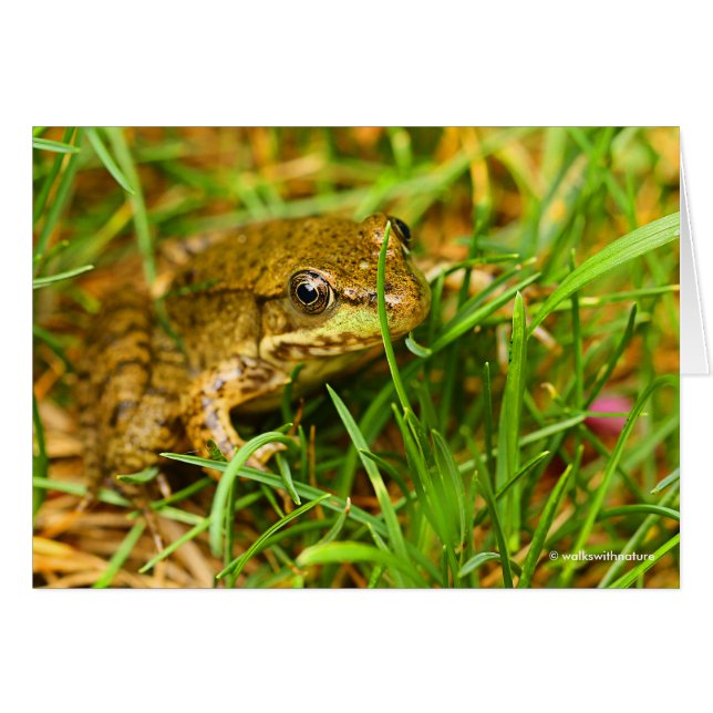 小さな予測できなグリーンカエルとの一方的な対話 (正面横)