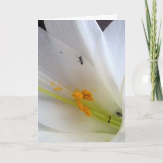 小さな事を許さないで… シーズンカード (正面)