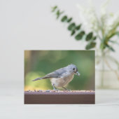 小さな冠毛を持つシジュウカラが鳥の餌を食べている。 ポストカード (スタンド正面)