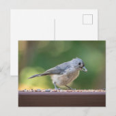 小さな冠毛を持つシジュウカラが鳥の餌を食べている。 ポストカード (正面/裏面)