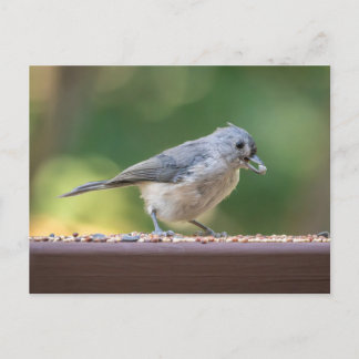 小さな冠毛を持つシジュウカラが鳥の餌を食べている。 ポストカード