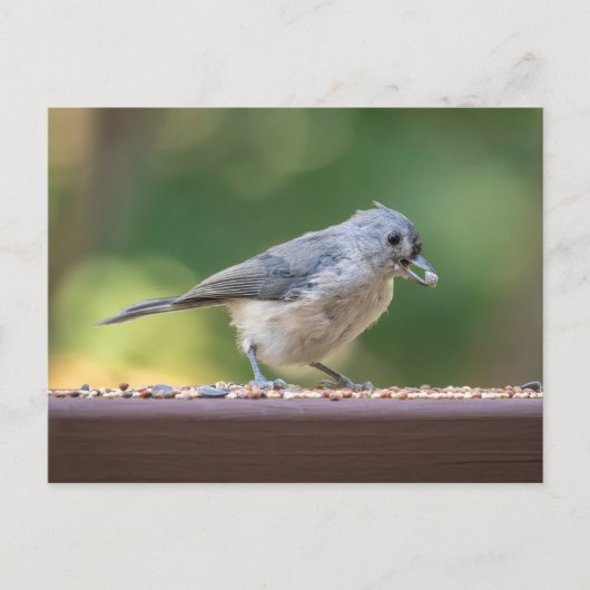 小さな冠毛を持つシジュウカラが鳥の餌を食べている。 ポストカード (正面)