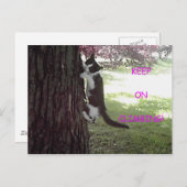 小さな子猫の大木はがき ポストカード (正面/裏面)