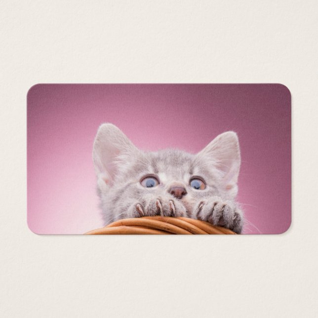 小さな子猫 (正面)