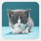 小さな子猫 スクエアシール (正面)