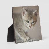 小さな子猫 フォトプラーク (正面)