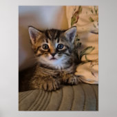 小さな子猫 ポスター (正面)