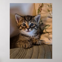 小さな子猫