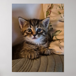 小さな子猫 ポスター