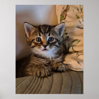 小さな子猫 ポスター