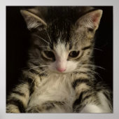 小さな子猫 ポスター (正面)