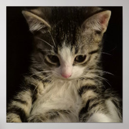 小さな子猫 ポスター