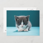 小さな子猫 ポストカード (正面/裏面)