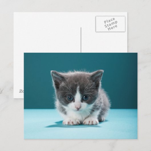 小さな子猫 ポストカード (正面/裏面)