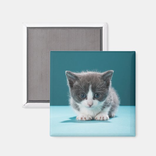 小さな子猫 マグネット (正面/裏面)