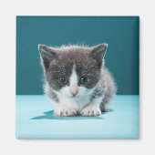 小さな子猫 マグネット (正面)