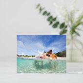 小さな子豚が二頭 ポストカード (スタンド正面)