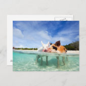 小さな子豚が二頭 ポストカード (正面/裏面)