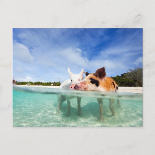 小さな子豚が二頭 ポストカード (正面)