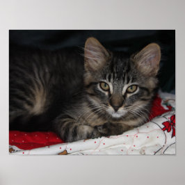 小さな居心地の良い子猫クリスマスポスター ポスター