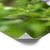 小さな日本のマズス山花のポスター ポスター (角)