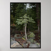 小さな木 ポスター (正面)