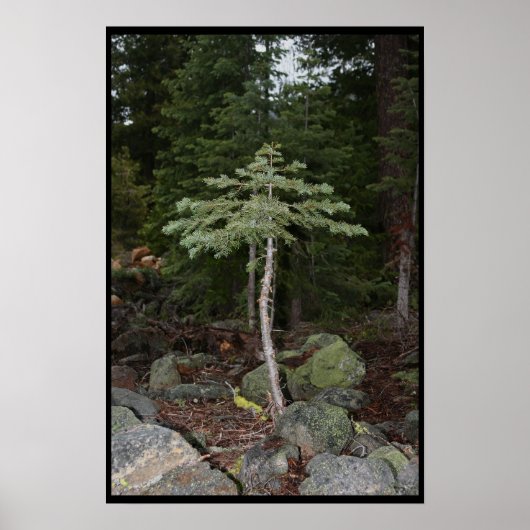 小さな木 ポスター (正面)