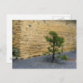 小さな松の木と土の壁 ポストカード (正面/裏面)