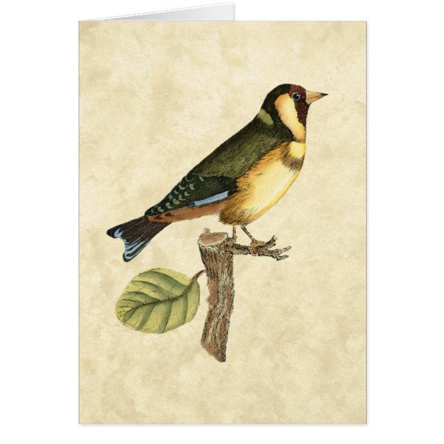 小さな枝に止まった黄色と緑の鳥 (正面)