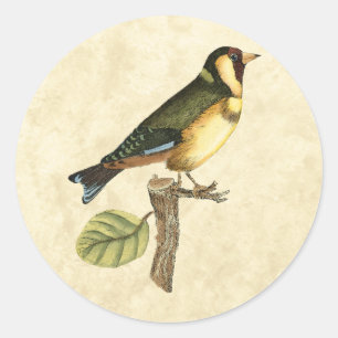 小さな枝に止まった黄色と緑の鳥 ラウンドシール