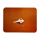 小さな殻 マグネット (横)