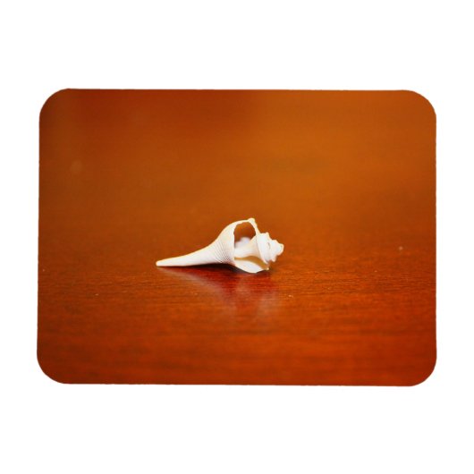 小さな殻 マグネット (横)