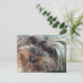 小さな犬のはがきをシャーロット ポストカード (スタンド正面)