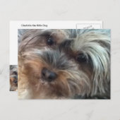 小さな犬のはがきをシャーロット ポストカード (正面/裏面)