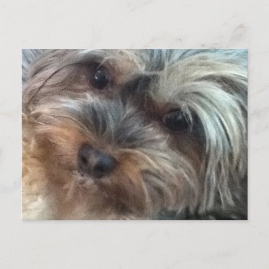 小さな犬のはがきをシャーロット ポストカード (正面)