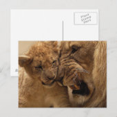 小さな獅子 ポストカード (正面/裏面)