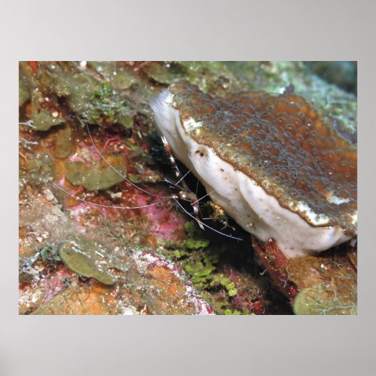小さな珊瑚礁エビ ポスター (正面)