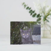 小さな男の子の青 ポストカード (スタンド正面)