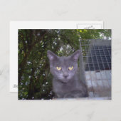 小さな男の子の青 ポストカード (正面/裏面)