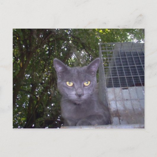 小さな男の子の青 ポストカード (正面)